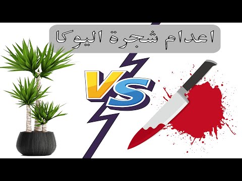 فيديو: رعاية الحمضيات هاردي - زراعة أشجار الحمضيات في المناخات الباردة