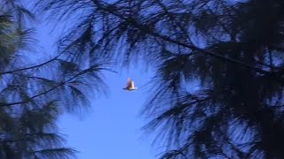 Chukars in jungle /keklik avi / hunting upland bird screenshot 4