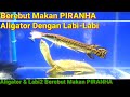 PIRANHA + Aligator & Labi-Labi