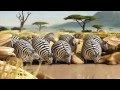 natural habitat in Africa is very funny animation