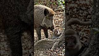 Animal friendship. #ai #wildlife #helpmemakethismakesense