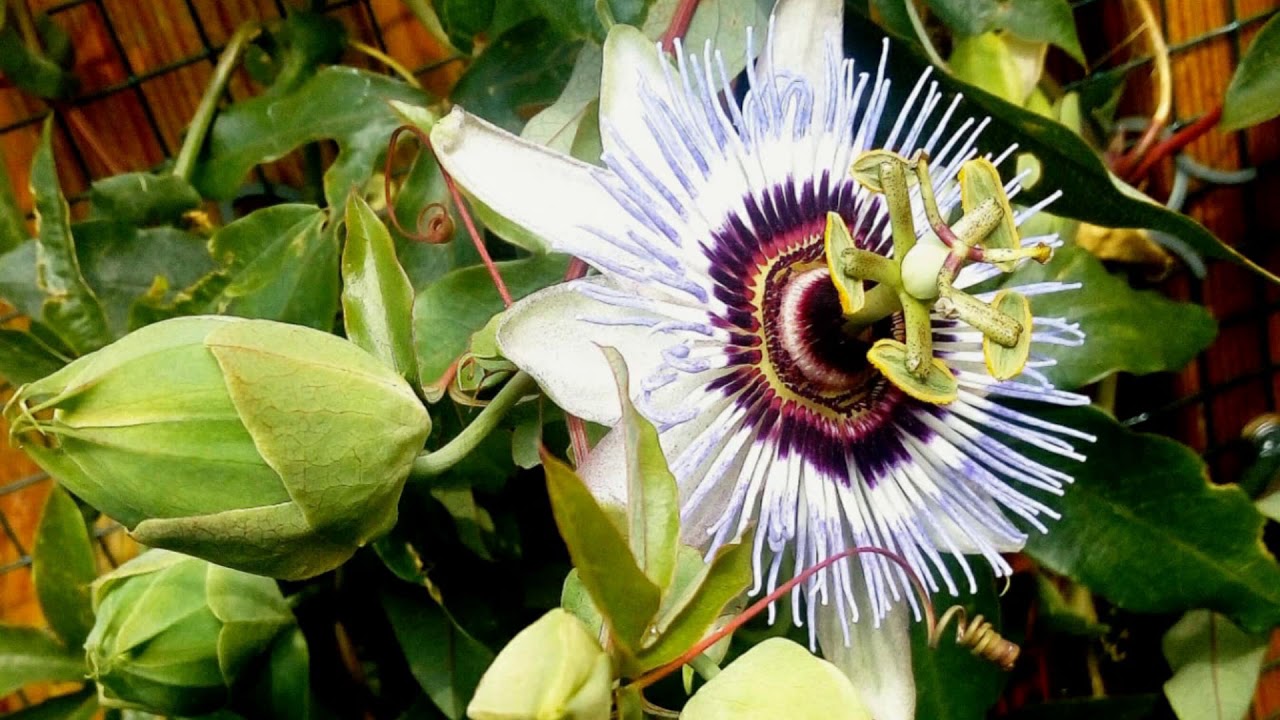 De banier van het kruis (JdH 110)