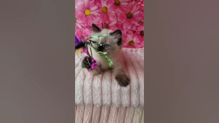 Watch the video about Cute Neva Masquerade Kitten Zamsh