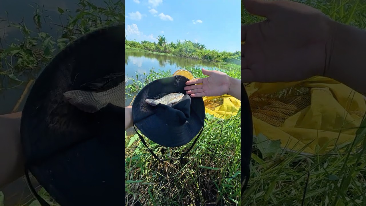 Cuối con suối luôn nhiều cá! #cauca #shorts #fishing
