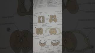 Medulla ext. structure, Pyramidal/Medial leminiscus decussation, transverse sec|Ch 5 Neuroanatomy