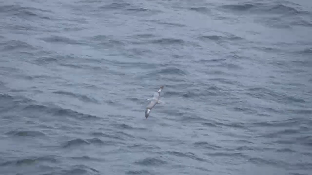 Southern Fulmars around Deception Island, Antarctica (11.22.25)