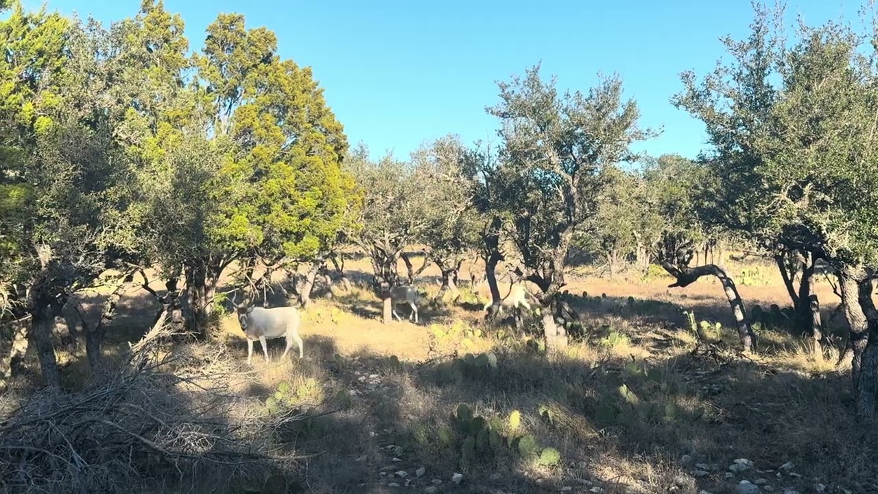 Addax @ Horn & Antler Ranch, Ft McKavett, Texas 