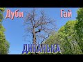 Диканька: Кочубеївські дуби &amp; Бузковий гай / Dykanka: Kochubey oaks &amp; Lilac grove