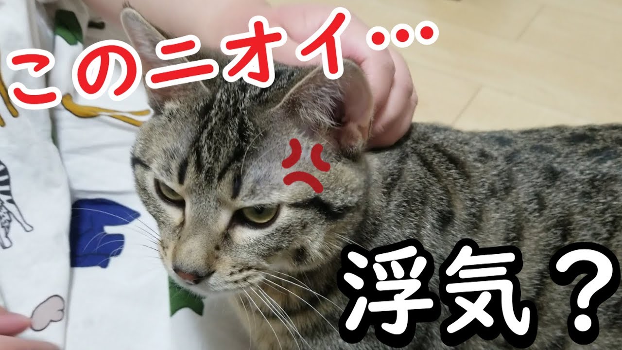 いろんな動物のニオイまみれで帰宅したら 愛猫に浮気がバレました Youtube
