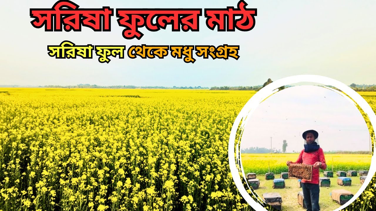সরিষা ফুলের মাঠ এবং মধু চাষ || Mustard flower fields and honey cultivation 