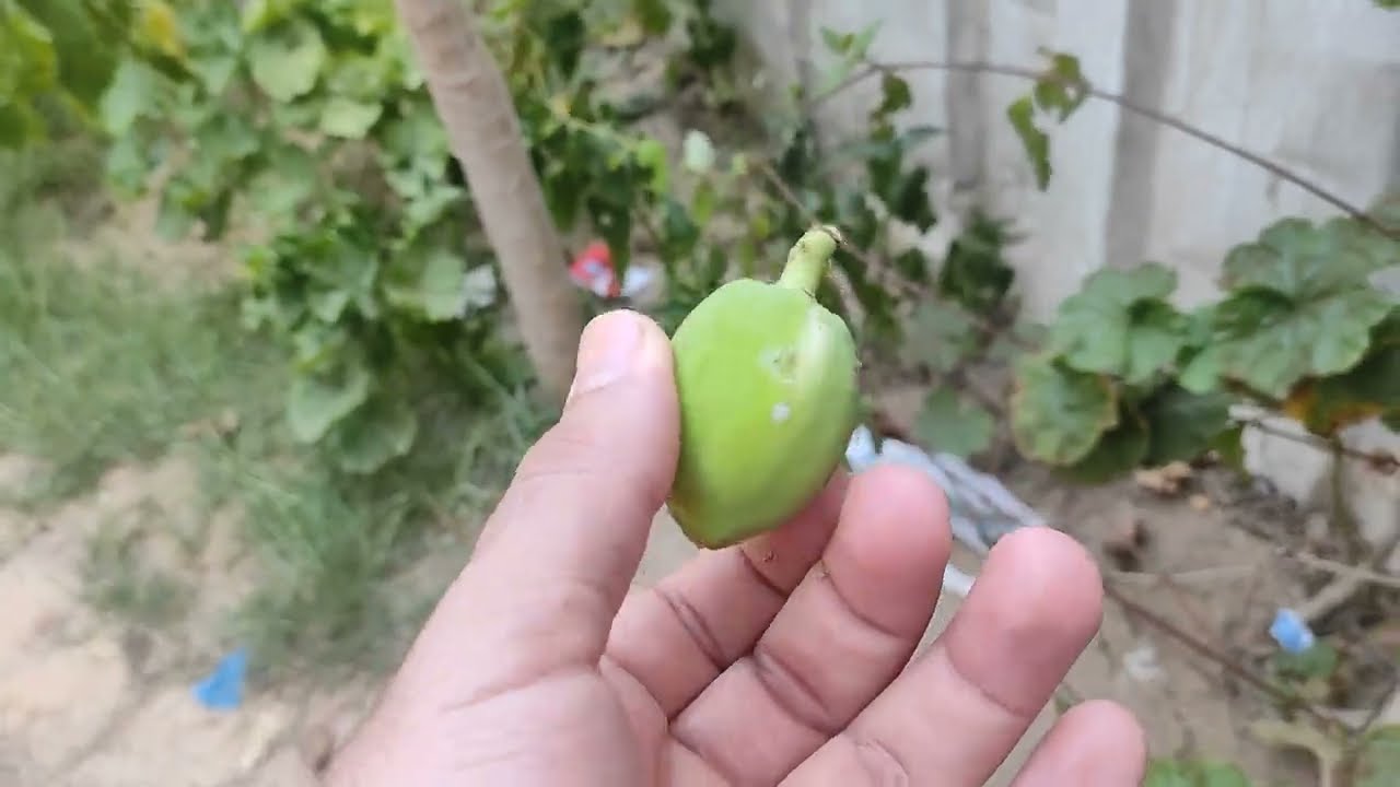 اسباب تساقط ثمار شجر الباباي