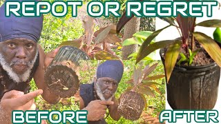 Garden Care &amp; The Signs Your plant Needs Repotting 🌱| Herbalawes