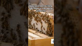 The Secret of Hexagons: Why are Beehives Hexagonal?