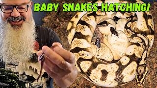 Two Clutches, One Epic Hatching Video! Ball Pythons & House Snakes