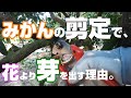 【2月中旬】温州みかんの剪定!毎年安定してみかんをならせる方法。