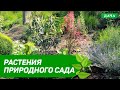 Ландшафтный дизайн. Растения природного сада.