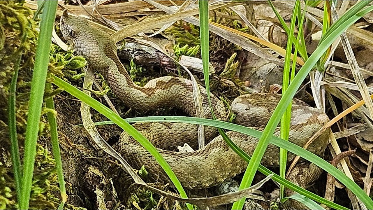 Hornotter und Smaragdeidechse im Velebit / Kroatien