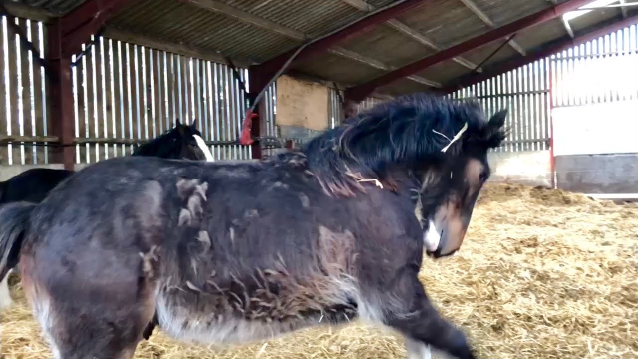 The Shire Horse Foals’ Fun - Benjamin & Edward going crazy