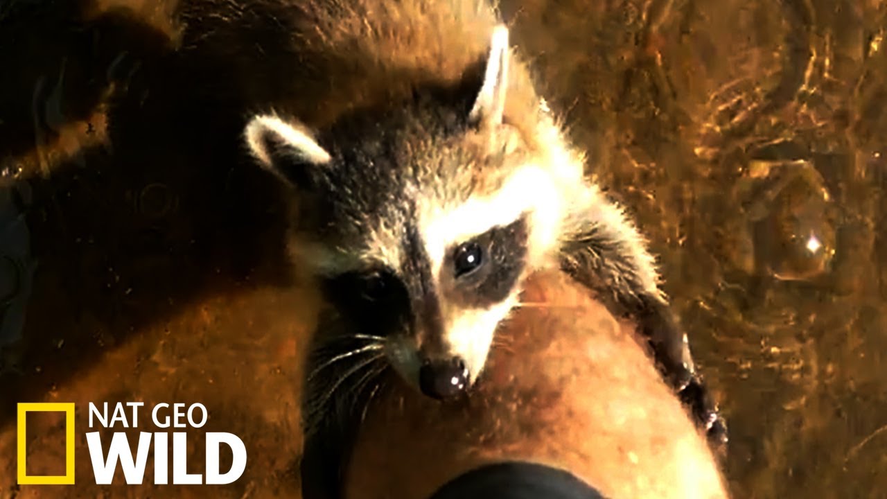Bebes Ratons Laveurs Grimpent Sur Un Pecheur Youtube