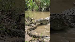 Croc vs Python #wildlife #ihavethisthingwithplants