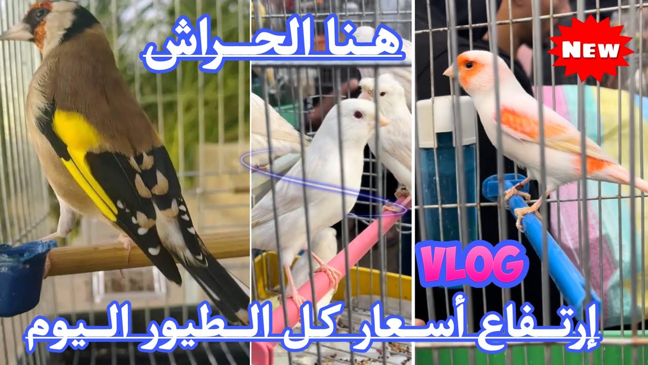 إرتفاع أسعار الطيور اليوم بسوق الحراش وعدم إستقرار الأسعار يقلق الكثير من هواة الطيور/ تغطية خاصة 🆕