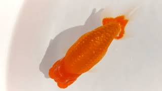 DSCF5205