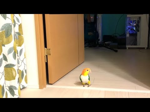 Lemon Challow Lemon chan cha cha cha🍋Appeared from a mysterious room - YouTube