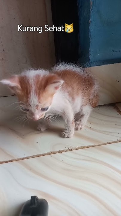Kurang Gizi #videoshort #youtubeshorts #kucingkucinglucu #kucing #cat