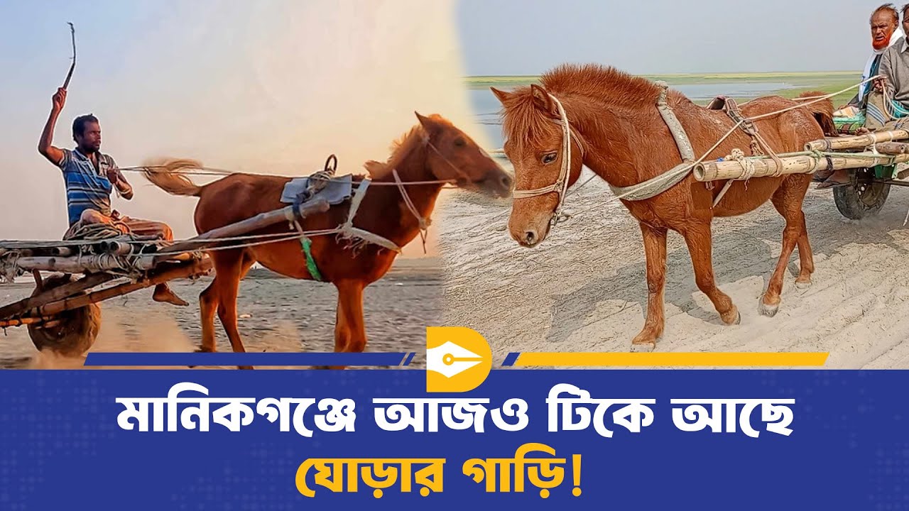 যান্ত্রিক যুগেও চরাঞ্চলে ভরসা ঘোড়ার গাড়ি, পণ্য পরিবহনে এখনো অদম্য ঐতিহ্য | Dhaka Journal