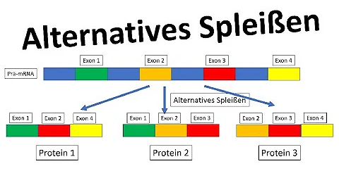 Warum ist Spleißen so wichtig?