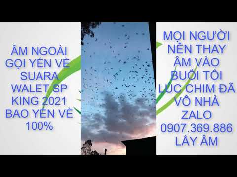 Video ÂM THANH DỤ CHIM YẾN NGOÀI TRỜI FULL - BAO CHIM YẾN VỀ... - youtube