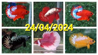 ĐỢT CÁ 24/04/2024, BETTA GIÁ RẺ: HALFMOON, DUMBO, SAMURAI, NEMO, MARBLE DOT, YELLOW FC, RED FANCY