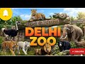 दिल्ली चिड़ियाघर में White Tiger के इसी बैरक में गिरा था Maksood | A short Visit | Delhi Zoo