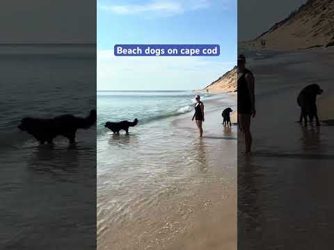 Heaven for water dogs!