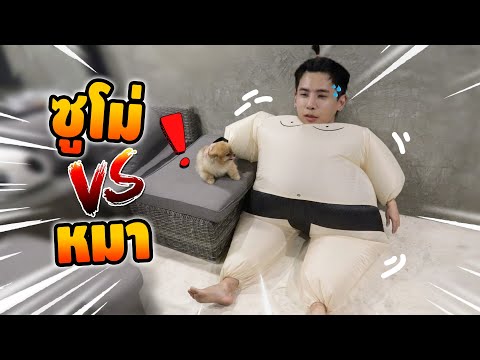 วีดีโอ: สุนัขสายพันธุ์ใหม่แนวอินเทรนด์ปฏิบัติกับสุนัขภูเขาเบอร์นีส