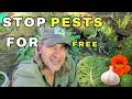 Stop Winter Pests for FREE The Shire's Secret Alliance