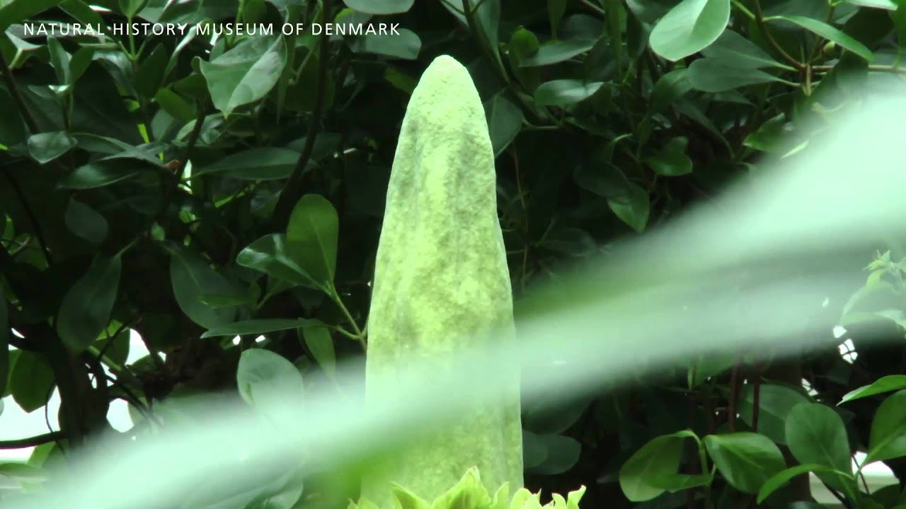 Sensation i botanisk have - verdens største blomst