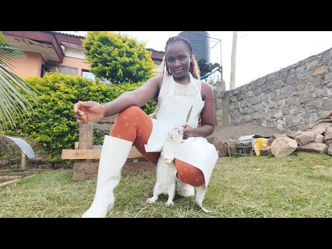 Slaughtering Fat Rabbit Butcher Slaughter