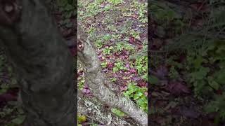 GSD Club of Greater New Haven 10/12/25 AKC Masters Exterior Scent Work Trial 