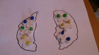 Speciation Animation