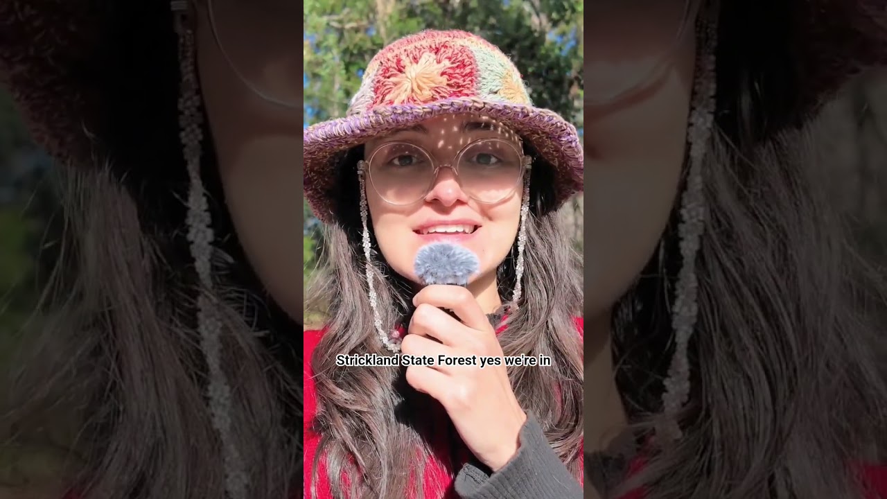 a forest in Australia 