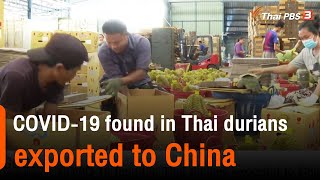 COVID-19 found in Thai durians exported to China : Good Morning With Thai PBS World