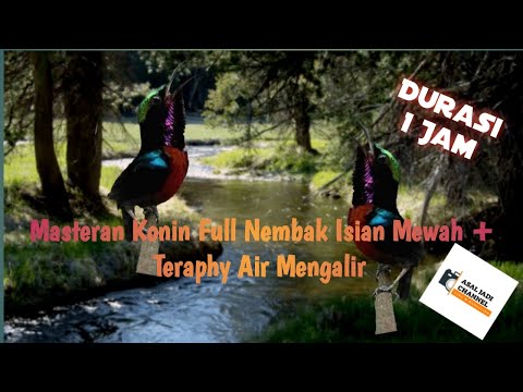 Terapi Konin dan Sogon ! Cocok untuk burun ombyokan !!!!