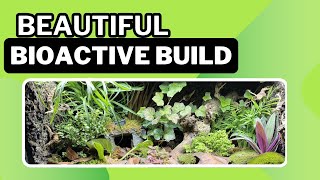Building A Beautiful Bioactive Terrarium