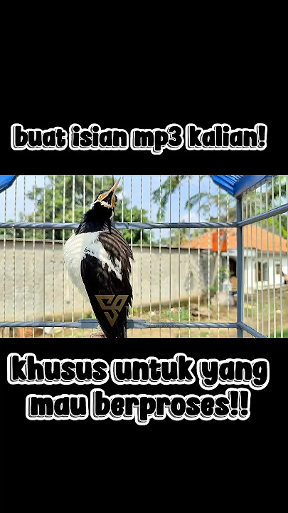 jalak suren isian mewah nembak kasar sejalur#fyp #jalaksuren #jalaksurengacor #jalaksurenfullisian