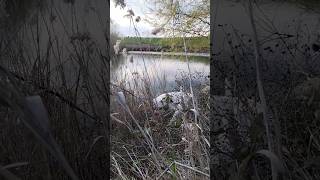 Bianka Beve Dallo Stagno