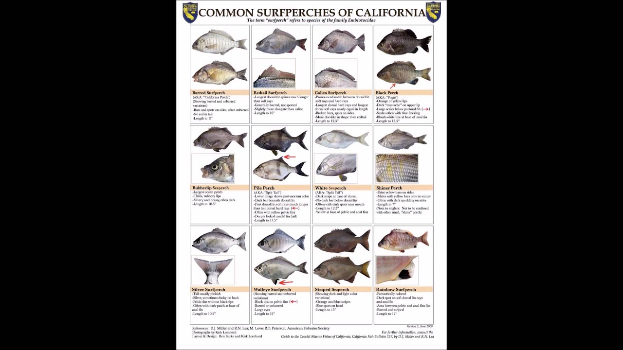 California Surf Perch Fish Identificaion YouTube