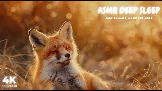 Baby Animals - Finding Peace in Nature's Embrace #5 by ASMR Deep Sleep 955 views 4 days ago 12 hours