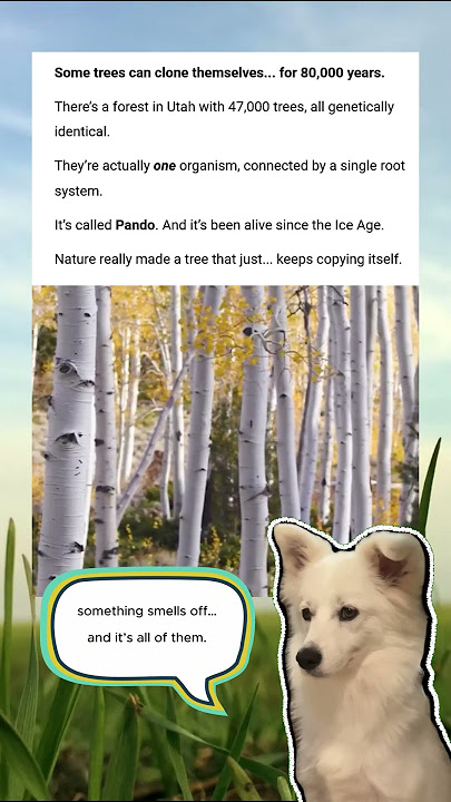 The Forest That's Just One Giant Tree 🌳🤯