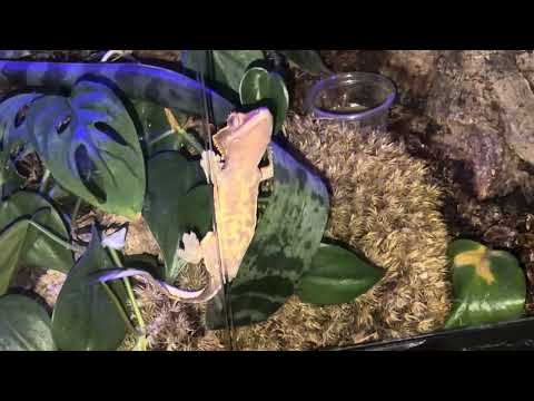 I got 2 new Crested Geckos native to New Caledonia as pets #crestedgecko #newcaldonia #gecko #geckos